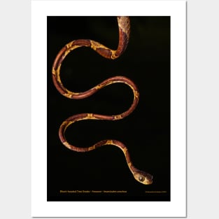 Blunt Headed Tree Snake Posters and Art